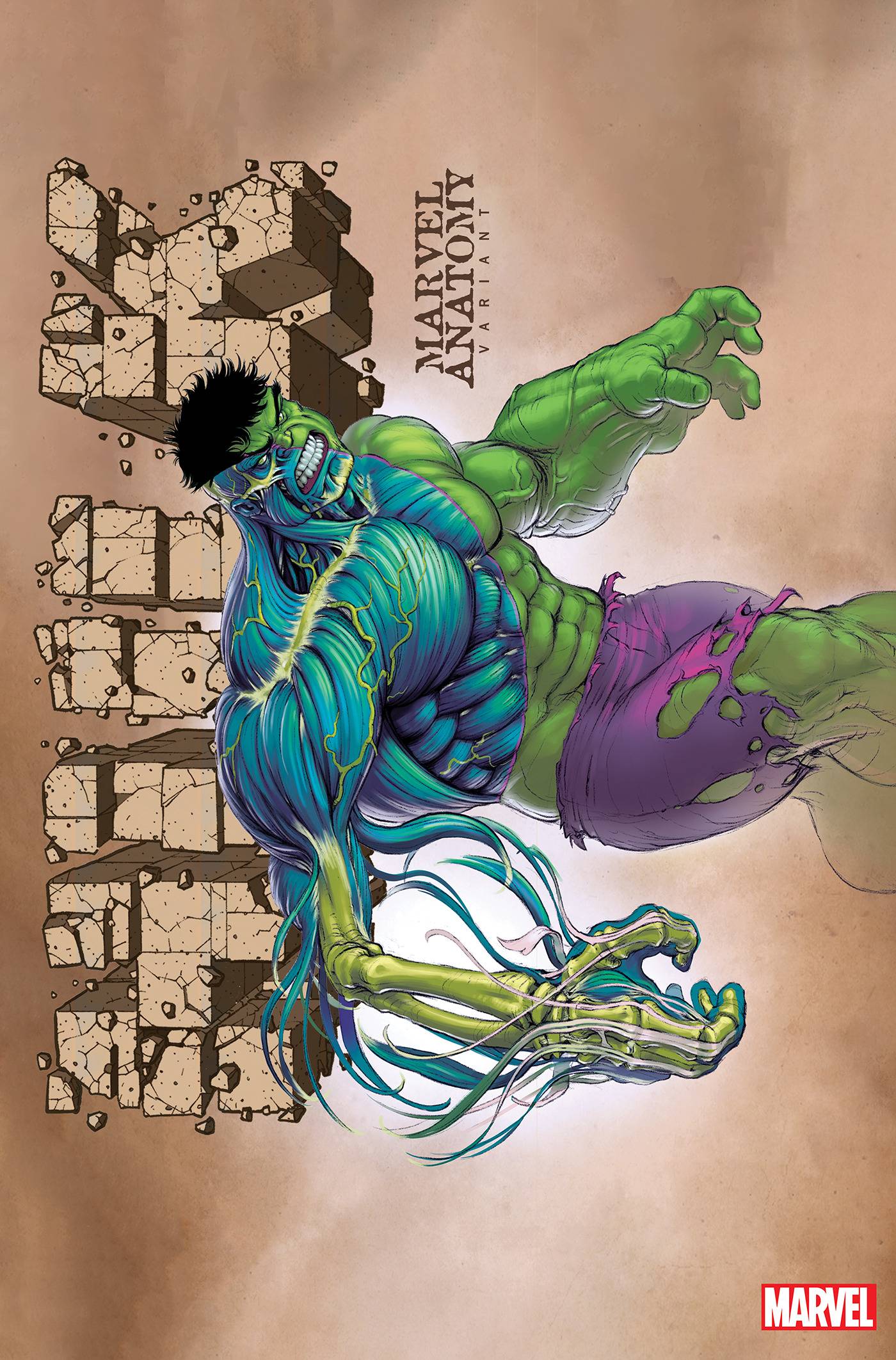 HULK (2021) #11 LOBE MARVEL ANATOMY VARIANT